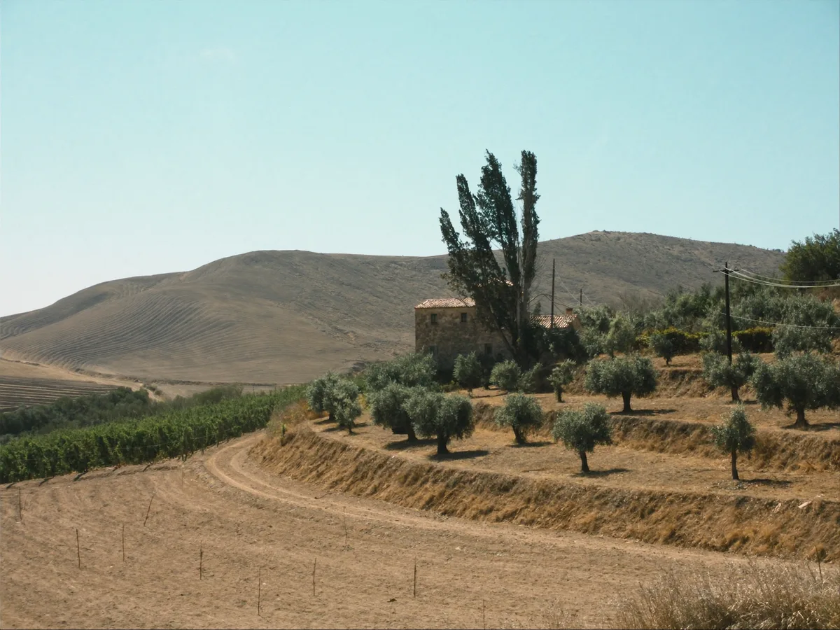 KI-generiertes Bild: ein Cortijo mit Steinmauern zwischen Oliven- und Mandelterrassen im Almanzora-Tal, kahle H&uuml;gel dahinter, hartes Mittagslicht, keine Menschen