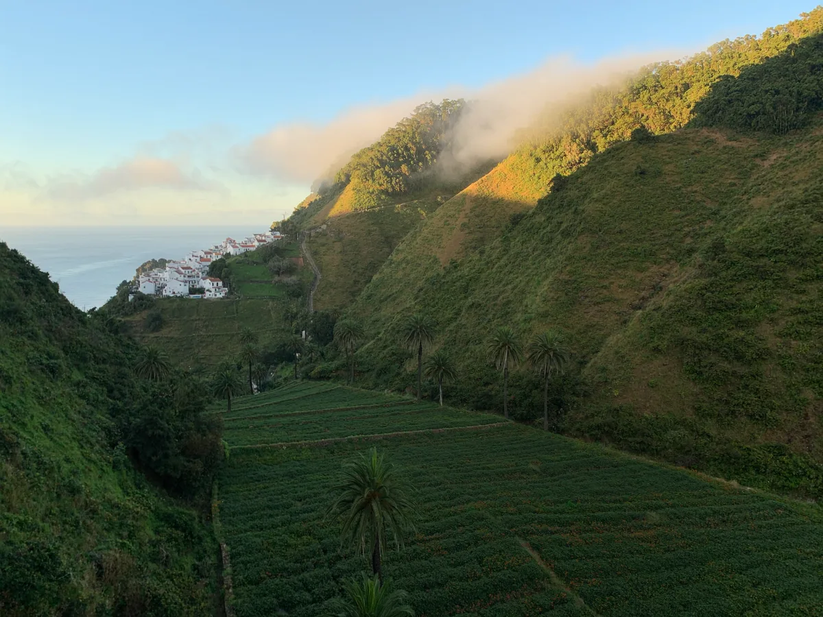 KI-generiertes Bild: ein tiefes Terrassental mit Kanarischen Palmen unter nebligem Lorbeerwald, typisch für La Gomera