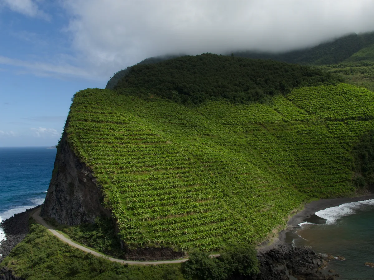 KI-generiertes Bild: grüne Terrassenhänge, die zu einer Bucht mit schwarzem Sand abfallen, typisch für La Palma