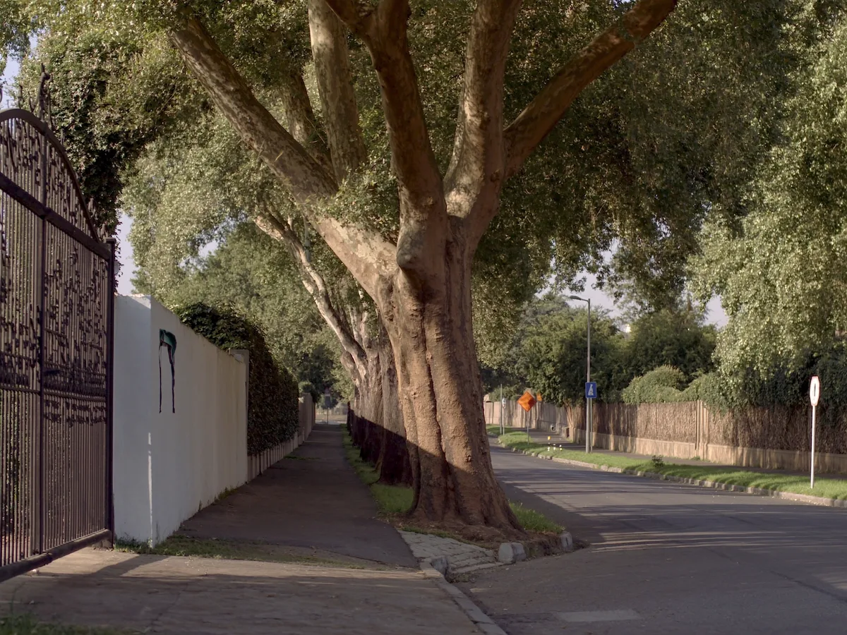 AI-generated image: a long avenue of mature plane trees screening high garden walls and gated driveways, dappled morning light, no vehicles or signage